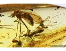 4 Caddisflies Trichoptera, Wood gnat Anisopodidae and Wasp Hymenoptera. Fossil insects in Baltic amber #9197