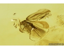 Rare Psyllid, Psylloidea. Fossil insect in Baltic amber #9198
