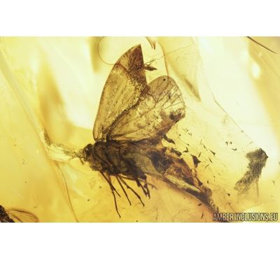 Big Planthopper, Cicadina. Fossil insect in Baltic amber #9199