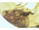 Big Planthopper, Cicadina. Fossil insect in Baltic amber #9199