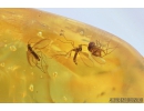 Big Ant Hymenoptera, Dipterans, Moss and More. Fossil insects in Baltic amber #9201