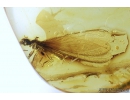 Nice Termite, Isoptera. Fossil inclusion in Baltic amber stone #9202