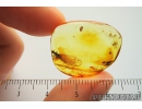 Nice Termite, Isoptera. Fossil inclusion in Baltic amber stone #9202