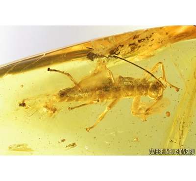 Walking stick, Phasmatodea. Fossil inclusion in Baltic amber #9203