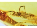Nice Spider Araneae Theridiidae. Fossil inclusion in Baltic amber stone #9205