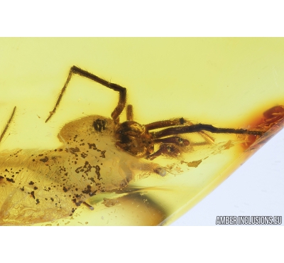 Nice Spider Araneae Theridiidae. Fossil inclusion in Baltic amber stone #9205