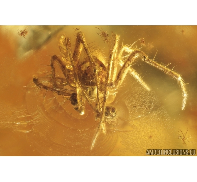 Two Spiders Araneae Mimetidae, Mite Acari and More. Fossil inclusions in Ukrainian amber stone #9206R