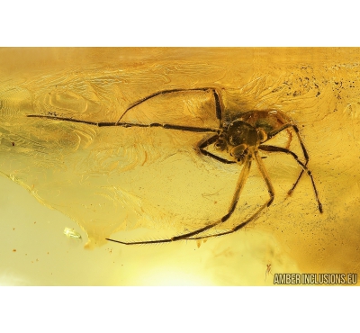 Big Nice Spider Araneae. Fossil inclusion in Ukrainian amber stone #9207