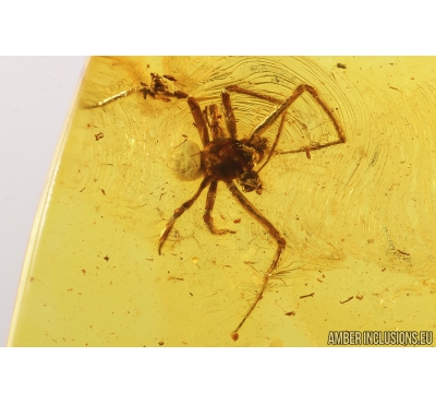 Spider Araneae. Fossil inclusion in Baltic amber stone #9208