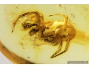 Spider Araneae Theridiidae. Fossil inclusion in Baltic amber stone #9209