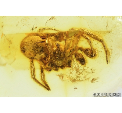 Spider Araneae Theridiidae. Fossil inclusion in Baltic amber stone #9209
