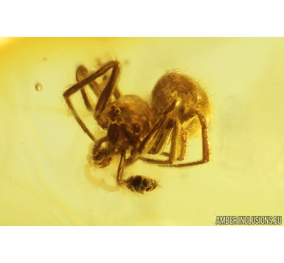 Two Spiders Araneae Theridiidae and More. Fossil inclusions in Baltic amber stone #9210