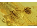 Two Spiders Araneae Theridiidae and More. Fossil inclusions in Baltic amber stone #9210