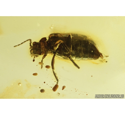 Marsh Beetle, Scirtidae. Fossil insect in Baltic amber #9224