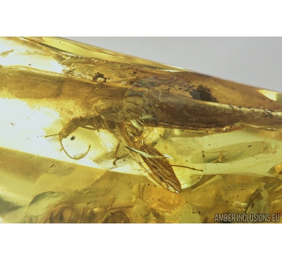EXTREMELY RARE SNAKEFLY, RAPHIDIOPTERA. Fossil insect in Ukrainian Rovno amber #9226R