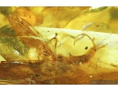 EXTREMELY RARE SNAKEFLY, RAPHIDIOPTERA. Fossil insect in Ukrainian Rovno amber #9226R