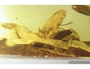 EXTREMELY RARE SNAKEFLY, RAPHIDIOPTERA. Fossil insect in Ukrainian Rovno amber #9226R