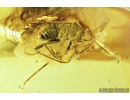 True Bug, Heteroptera, Miridae. Fossil insect in Baltic amber #9238