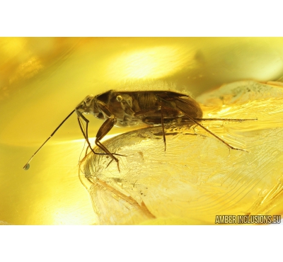 Nice True Bug, Heteroptera, Miridae. Fossil insect in Ukrainian amber #9239R