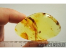 Nice Psocid, Psocoptera. Fossil insect in Big 27g Ukrainian Rovno amber stone #9240R