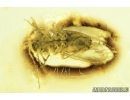 Nice Psocid, Psocoptera. Fossil insect in Ukrainian amber #9240R