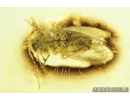 Nice Psocid, Psocoptera. Fossil insect in Big 27g Ukrainian Rovno amber stone #9240R