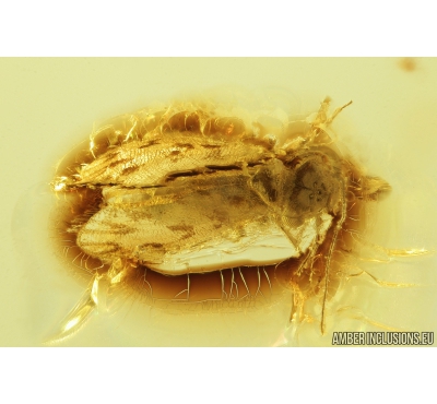 Nice Psocid, Psocoptera. Fossil insect in Big 27g Ukrainian Rovno amber stone #9240R