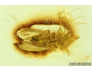 Nice Psocid, Psocoptera. Fossil insect in Big 27g Ukrainian Rovno amber stone #9240R