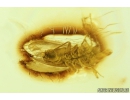 Nice Psocid, Psocoptera. Fossil insect in Ukrainian amber #9240R