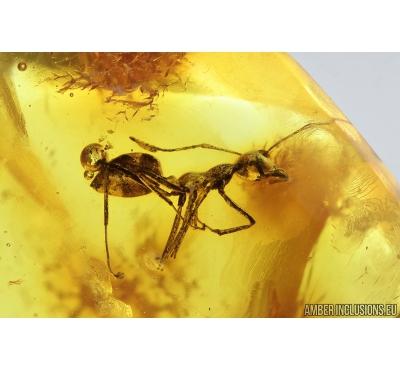 Ant, Hymenoptera. Fossil inclusion in Baltic amber stone #9241