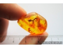Ant, Hymenoptera. Fossil inclusion in Baltic amber stone #9241