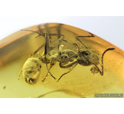 Ant, Hymenoptera. Fossil inclusion in Baltic amber stone #9242