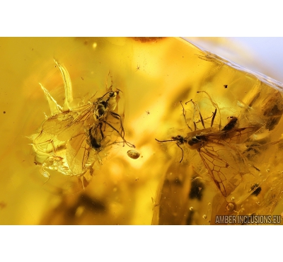 Two Winged Ants, Hymenoptera. Fossil inclusions in Baltic amber stone #9244