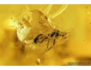 Two Winged Ants, Hymenoptera. Fossil inclusions in Baltic amber stone #9244