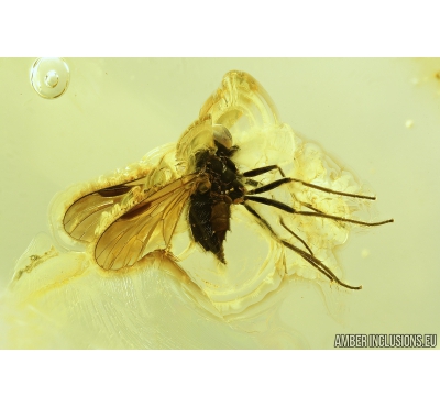 Big Snipe Fly, Rhagionidae. Fossil insect in Ukrainian amber stone #9245R