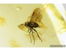 Big Snipe Fly, Rhagionidae. Fossil insect in Ukrainian amber stone #9245