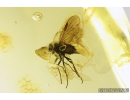 Big Snipe Fly, Rhagionidae. Fossil insect in Ukrainian amber stone #9245R