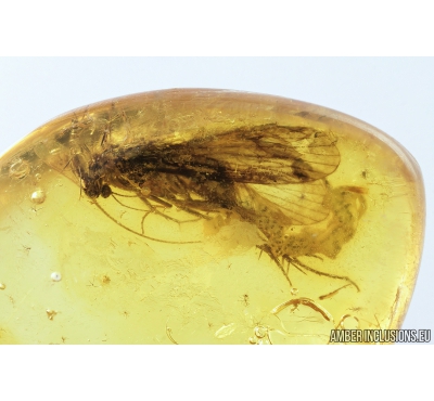 Caddisfly with Eggs! Trichoptera. Fossil insect in Baltic amber #9246