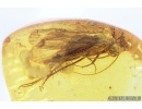 Caddisfly with Eggs! Trichoptera. Fossil insect in Baltic amber #9246