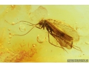 Caddisfly Trichoptera with Mite Acari. Fossil insects in Baltic amber #9247