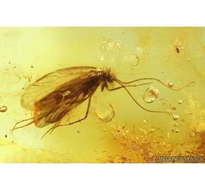 Caddisfly Trichoptera with Mite Acari. Fossil insects in Baltic amber #9247