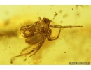 Two Ants Hymenoptera, Two Spiders Araneae and Long-legged fly Dolichopodidae.  Fossil inclusions in Baltic amber #9248