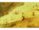 Two Ants Hymenoptera, Two Spiders Araneae and Long-legged fly Dolichopodidae.  Fossil inclusions in Baltic amber #9248