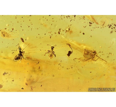 Two Ants Hymenoptera, Two Spiders Araneae and Long-legged fly Dolichopodidae.  Fossil inclusions in Baltic amber #9248