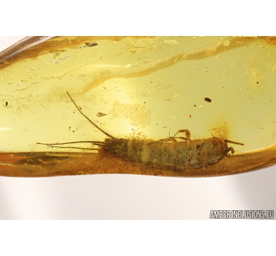 Silverfish, Lepismatidae. Fossil inclusion in Baltic amber #9249