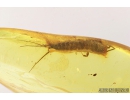 Silverfish, Lepismatidae. Fossil inclusion in Baltic amber #9249