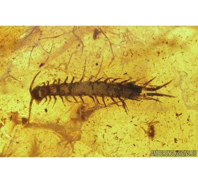 Nice Centipede Lithobiidae and Spider Araneae. Fossil inclusions in Baltic amber #9250