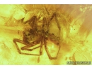 Nice Centipede Lithobiidae and Spider Araneae. Fossil inclusions in Baltic amber #9250