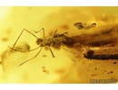 Lizard or Gecko Skin Fragment, Reptilia and Aphid Aphidoidea. Fossil inclusions in Baltic amber #9251