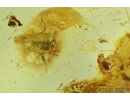 Nice False Scorpion Pseudoscorpion, Ant Hymenoptera, Long-legged flies Dolichopodidae, Aphid Aphidoidea, Coprolite, Beetles Coleoptara, Spider Araneae and More. Fossil inclusions in Ukrainian amber #9252R